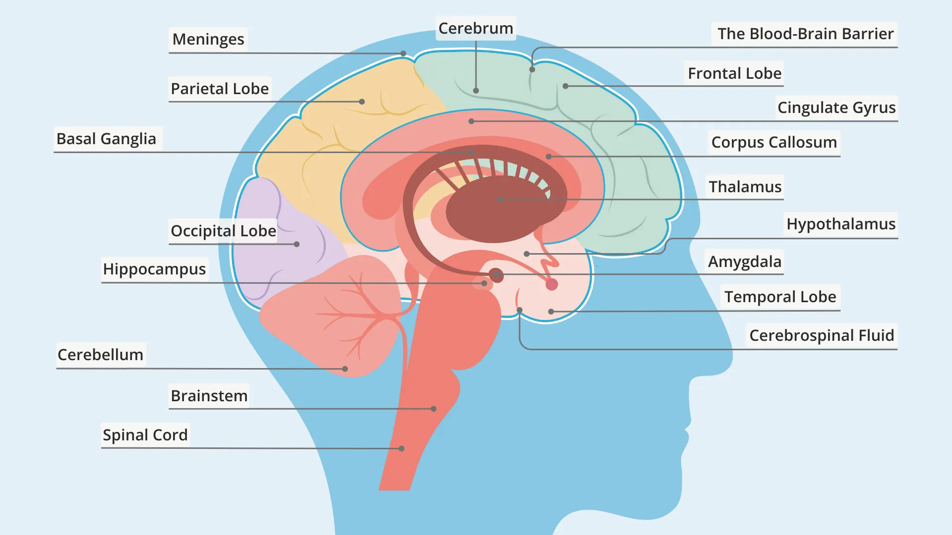 Basic brain anatomy