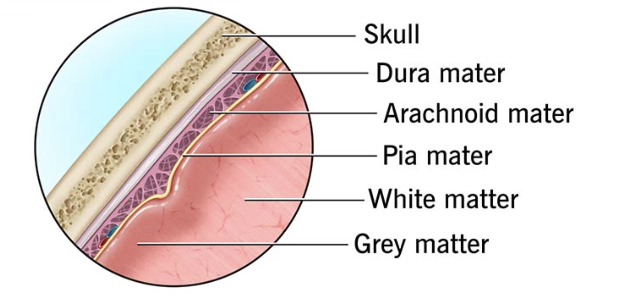 Layers of the brain