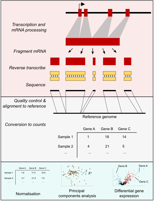 RNA Sequencing