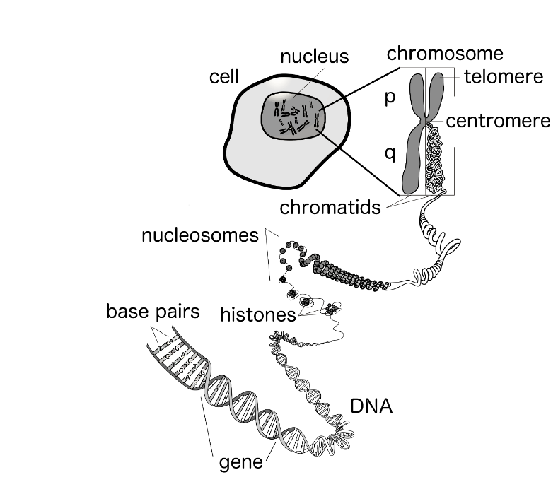 An illustration of a chromosome, the DNA, and genes [R1].