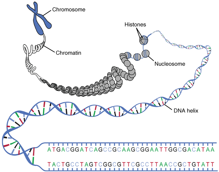 An illustration of nucleotides [R2].