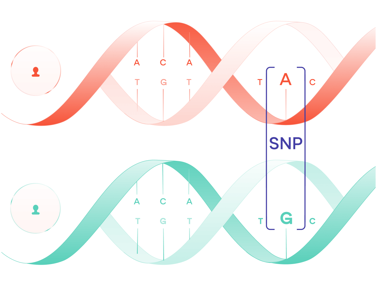 An illustration of a SNP [R4].